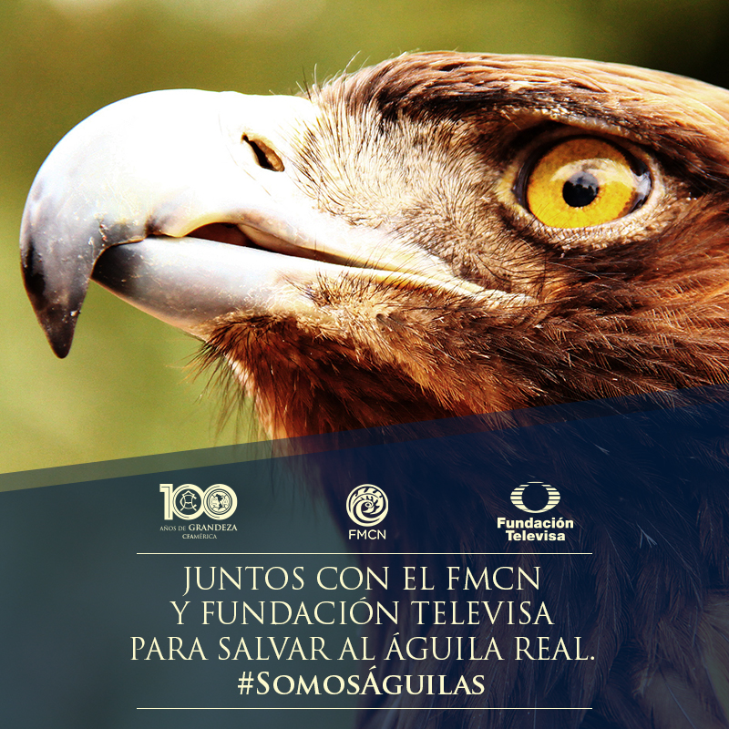 2016_07_12-Aguila-Real-05